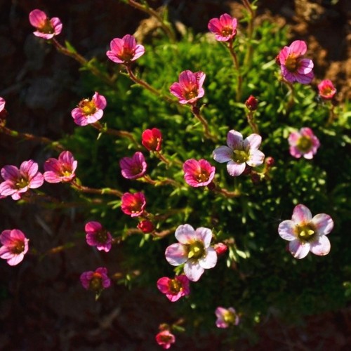 Saxifraga x arendsii 'Blütenteppich' - Arendsi kivirik 'Blütenteppich'